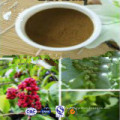 Medicine for Rheumatism Heracleum Hemsleyanum Extract 10: 1